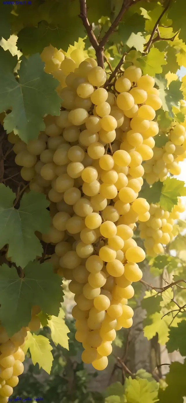دانلود عکس انگور زرد