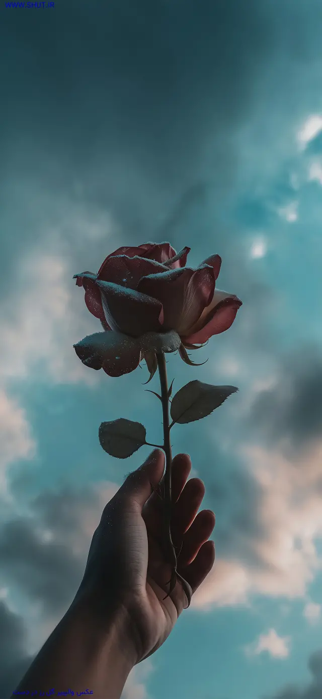 عکس والپیپر گل رز در دست