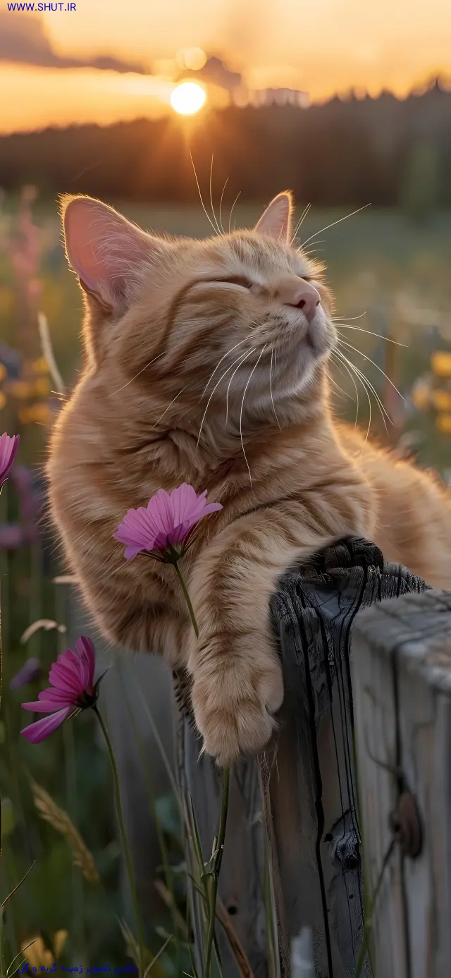 عکس تصویر زمینه گربه و گل