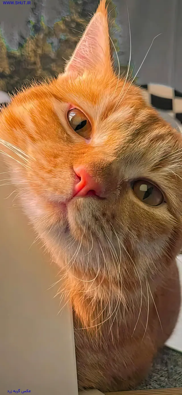 عکس گربه زرد