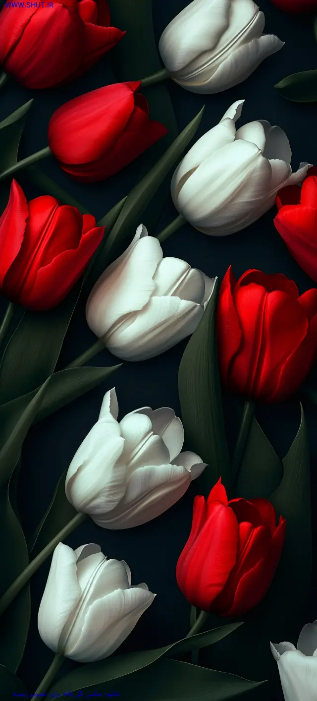 دانلود عکس گل لاله برای تصویر زمینه