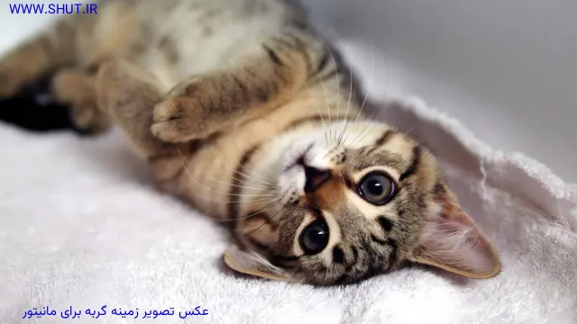 عکس تصویر زمینه گربه برای مانیتور
