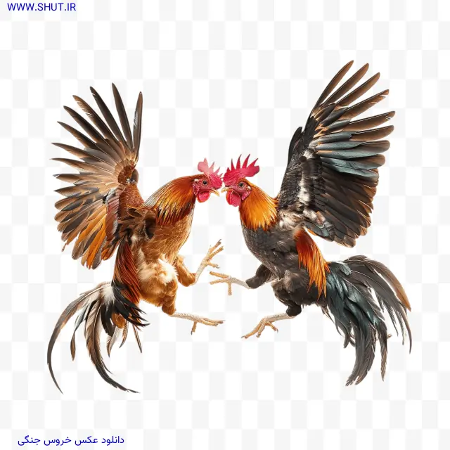 دانلود عکس خروس جنگی