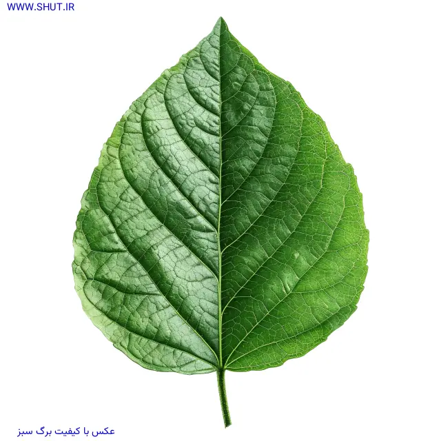عکس با کیفیت برگ سبز