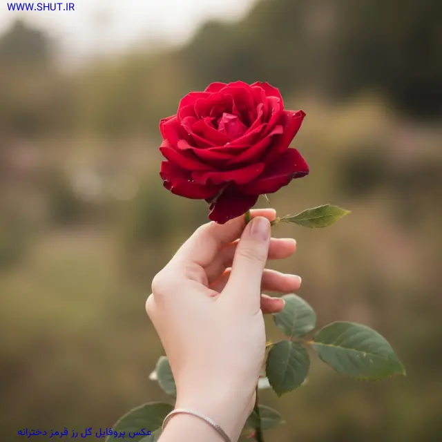 عکس پروفایل گل رز قرمز دخترانه
