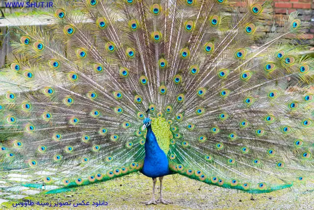 دانلود عکس تصویر زمینه طاووس