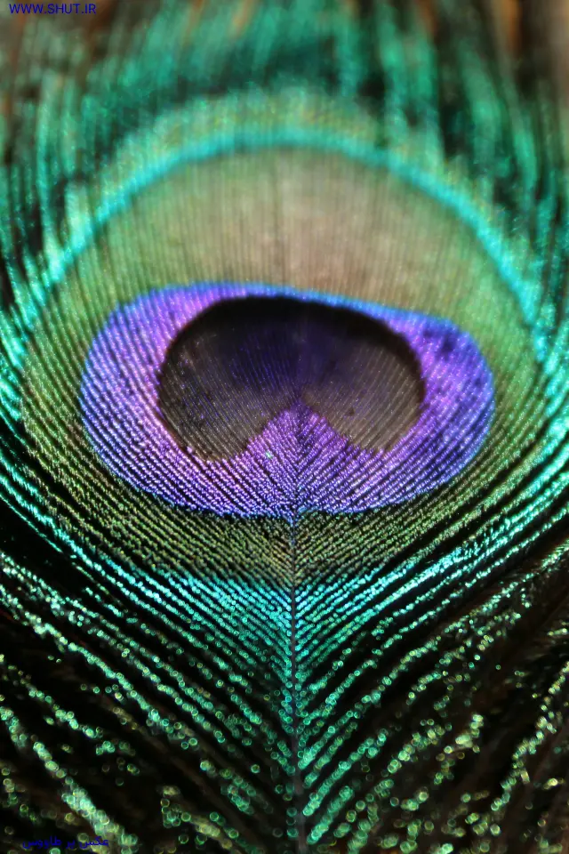 عکس پر طاووس