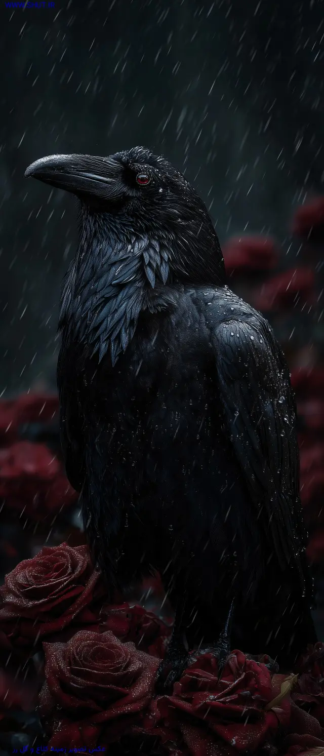 عکس تصویر زمینه کلاغ و گل رز