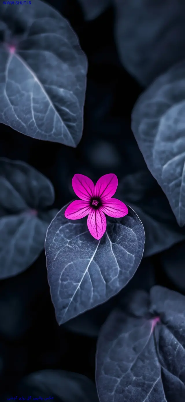 عکس والپیپر گل برای گوشی
