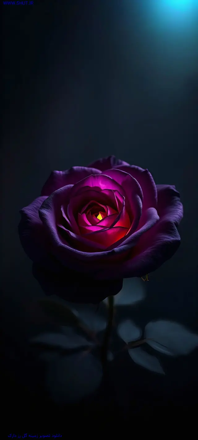 دانلود تصویر زمینه گل رز دارک