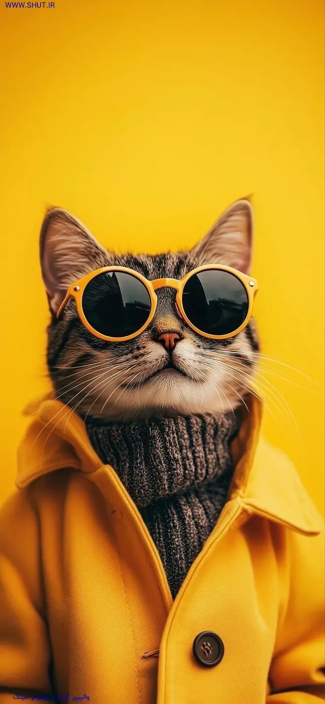 والپیپر گربه با پالتو و عینک