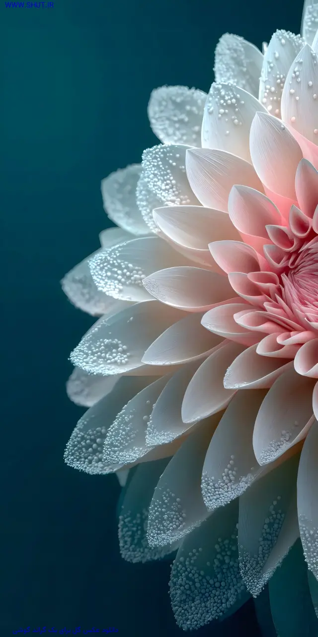 دانلود عکس گل برای بک گراند گوشی