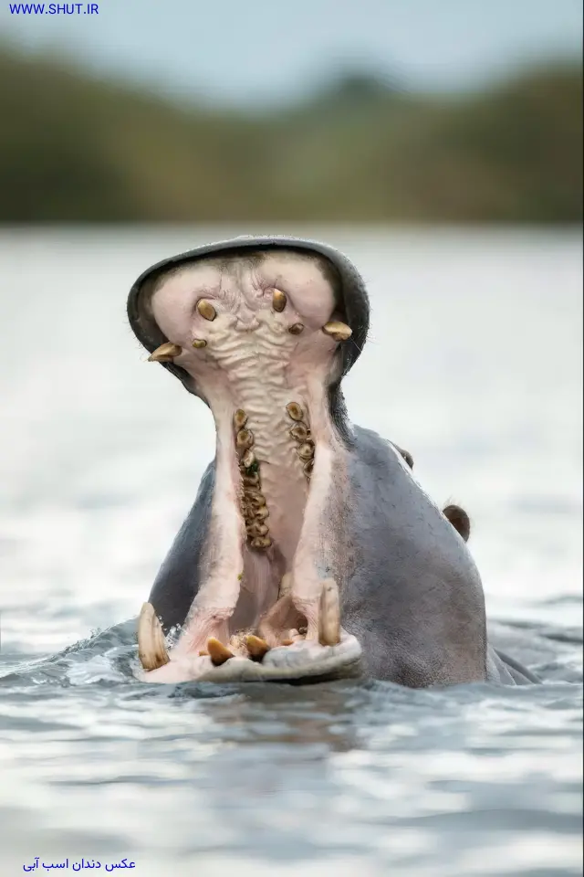 عکس دندان اسب آبی