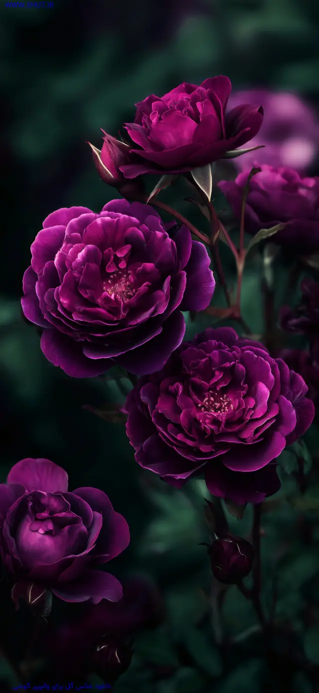 دانلود عکس گل برای والپیپر گوشی