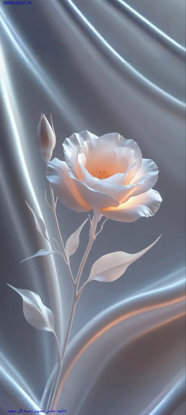 دانلود عکس تصویر زمینه گل سفید