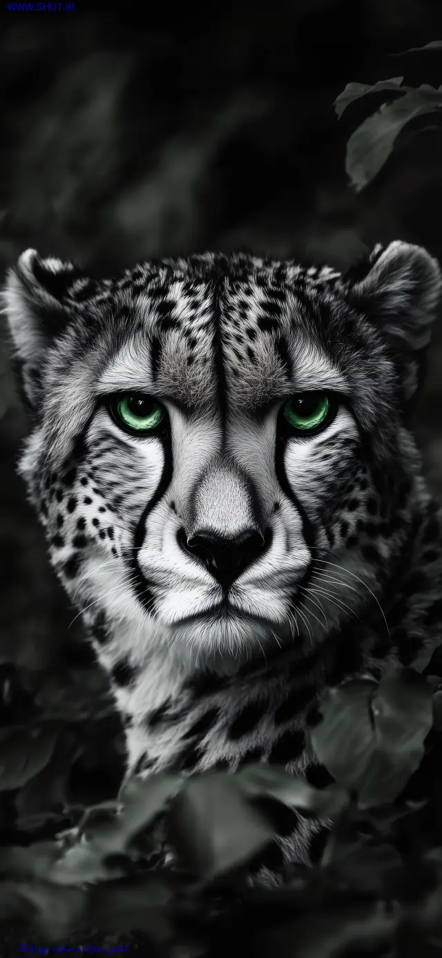 عکس سیاه و سفید یوزپلنگ