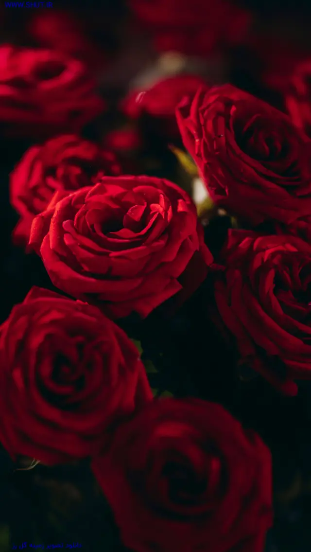 دانلود تصویر زمینه گل رز