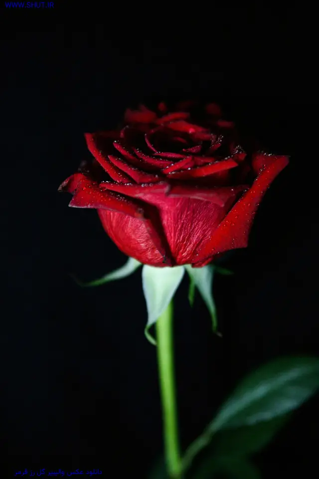 دانلود عکس والپیپر گل رز قرمز 8K