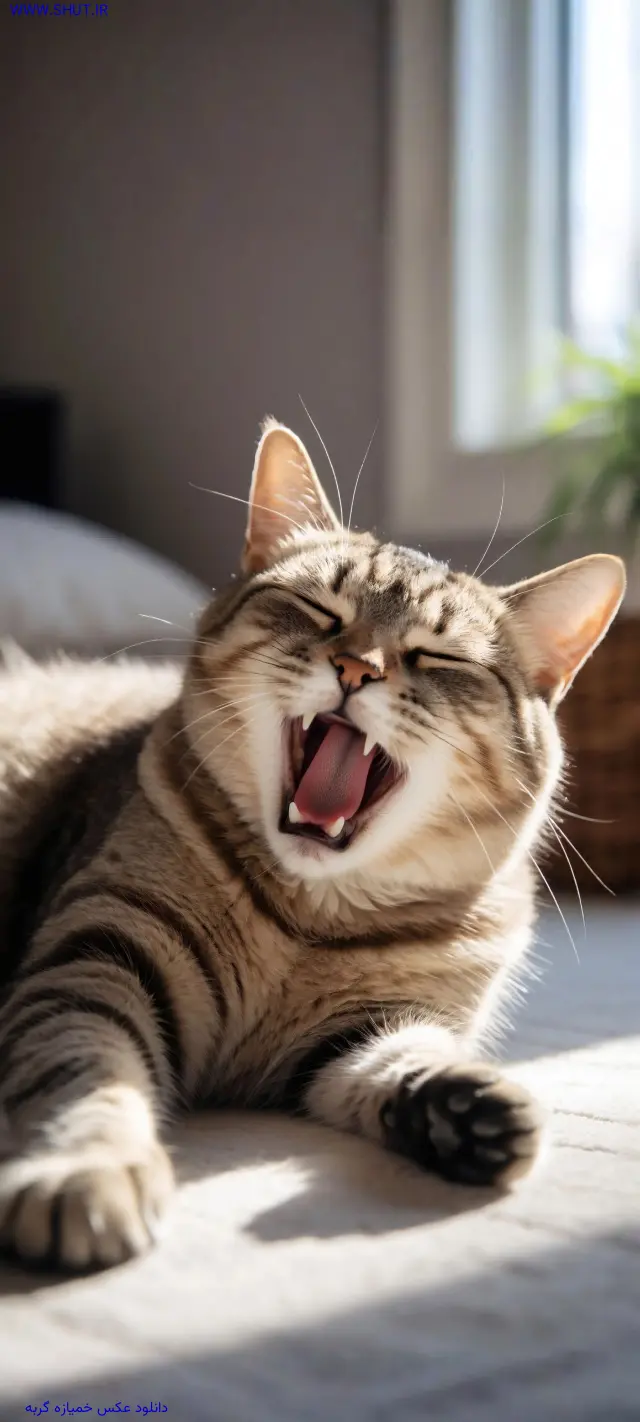 دانلود عکس خمیازه گربه