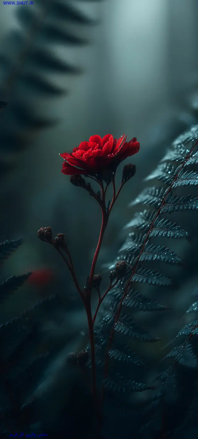 عکس والپیپر گل قرمز 8K