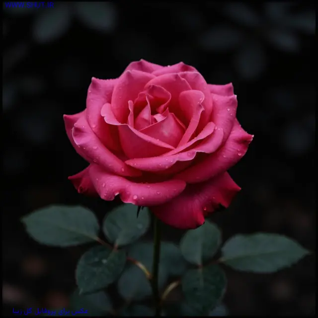 عکس برای پروفایل گل زیبا